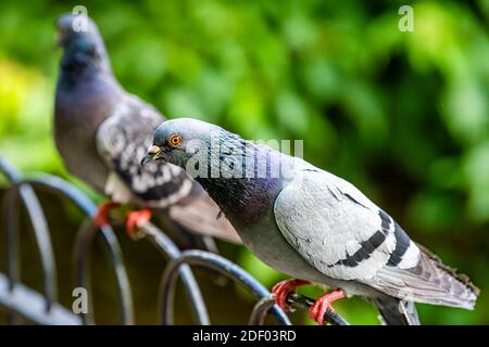 Gros plan de nombreux oiseaux de pigeons qui se trouvent sur une rampe métallique Clôture avec arrière-plan flou bokeh à Londres Angleterre Royaume-Uni dans Parc St James's Banque D'Images