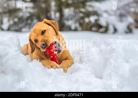 Fox Red labrador Retriever chien jouant et mâchant son jouet rouge préféré tout en se reposant dans la neige profonde lors d'une froide journée d'hiver. Banque D'Images