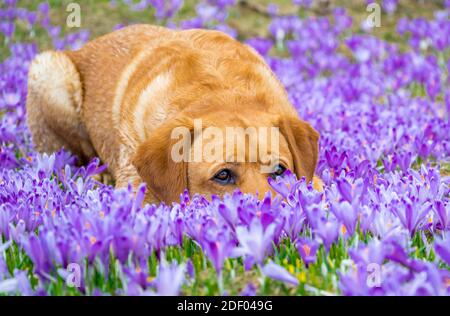 Le chien de race jaune du labrador se trouve entre des fleurs de safrons violets qui fleurissent au printemps. Banque D'Images