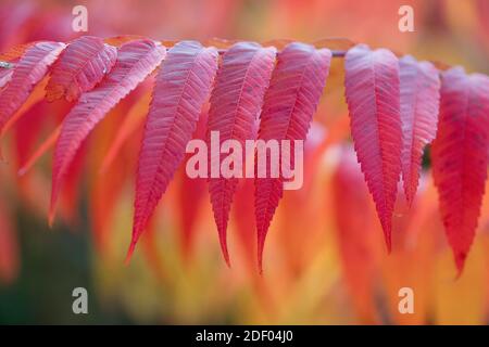 Des couleurs rouge, orange et jaune apparaissent sur les feuilles de Sumac en automne. Banque D'Images