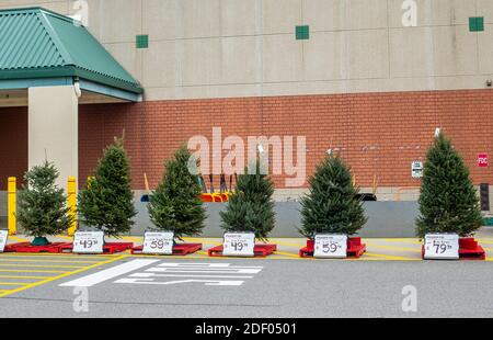 Arbres de Noël à vendre dans un dépôt à New Jersey Banque D'Images