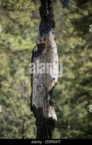 Tronc d'arbre brûlé, Wenaha River Canyon, Oregon. Banque D'Images