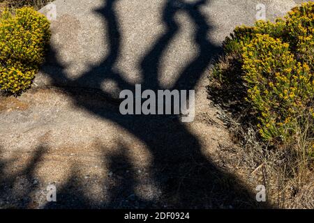 Dead Alligator Juniper Shadow Crossing rock in Aguirre Springs Campground, Organ Mountains-Desert Peaks National Monument, Nouveau-Mexique, États-Unis Banque D'Images