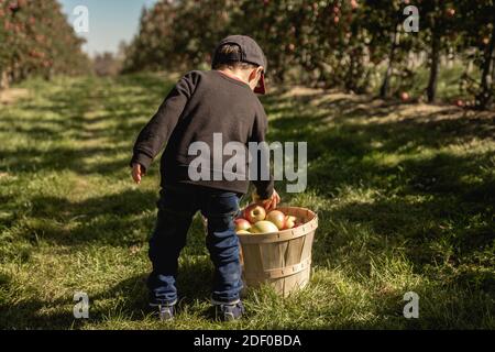 Petit garçon cueillant des pommes dans un verger de pommes dans le automne Banque D'Images