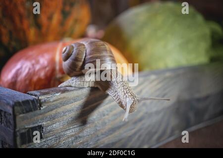 un gros escargot de raisin rampe sur une belle citrouille en relief. Gros escargot sur une boîte de légumes. Faible profondeur de champ, foyer sélectif . Banque D'Images