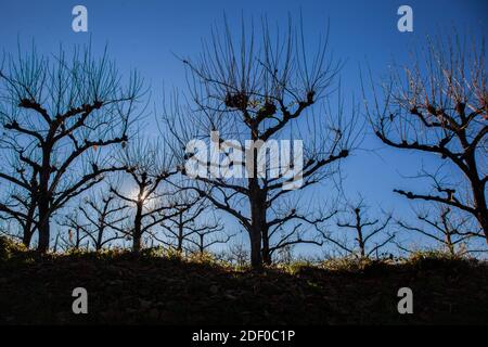 Silhouettes d'arbres Kaki dans Orchard pour production massive. Branches de gouttière de Sun Shining. Situé à Sempeter près de Nova Gorica en Slovénie. Partie de Banque D'Images