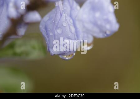 Belles fleurs de plumbago bleu en gros plan avec des gouttes de pluie Banque D'Images
