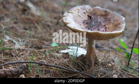 Sur un sol forestier aux champignons Banque D'Images