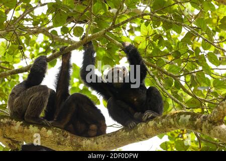 Chimpanzee commun (Pan troglodytes schweinfurtii) détente dans un arbre, gorge de Kyambarra, Parc national de la Reine Elizabeth, Ouganda. Banque D'Images