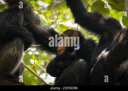 Chimpanzee commun (Pan troglodytes schweinfurtii) détente dans un arbre, gorge de Kyambarra, Parc national de la Reine Elizabeth, Ouganda. Banque D'Images