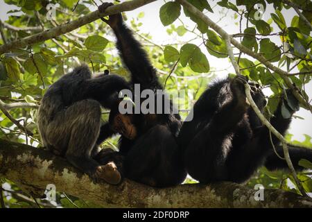 Chimpanzee commun (Pan troglodytes schweinfurtii) détente dans un arbre, gorge de Kyambarra, Parc national de la Reine Elizabeth, Ouganda. Banque D'Images