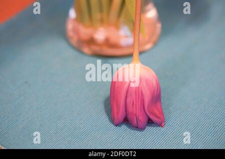 Photo d'une tulipe rose à l'envers sur une surface texturée Banque D'Images