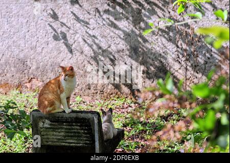 Etat de Rio de Janeiro, Brésil. Chats domestiques sains et curieux ayant un moment agréable sur l'arrière-cour dans une journée ensoleillée. Banque D'Images