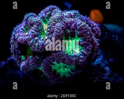 Violet et vert Blastomussa wellsi (corail LPS) dans un aquarium de récif Banque D'Images