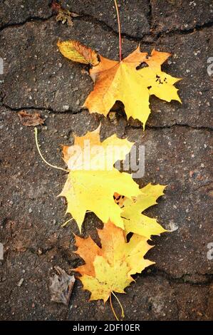 Une vue de dessus de feuilles d'érable jaune sur un masse de béton fissurée Banque D'Images