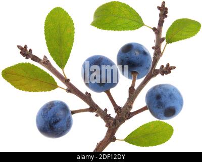 Branche de baies de Blackthorn ou de sloe avec des fruits mûrs isolés sur le blanc, Prunus spinosa Banque D'Images