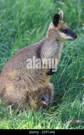 Wallaby à col rouge avec bébé joey en sachet. Banque D'Images