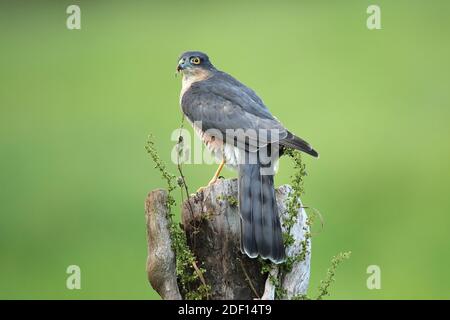 Le sparrowhawk eurasien, aussi connu sous le nom de sparrowhawk du nord ou simplement le sparrowhawk, est un petit oiseau de proie de la famille des Accipitridae. Banque D'Images