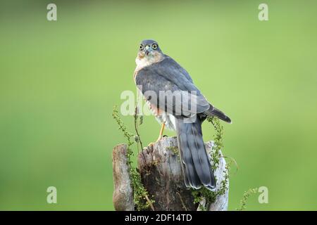 Le sparrowhawk eurasien, aussi connu sous le nom de sparrowhawk du nord ou simplement le sparrowhawk, est un petit oiseau de proie de la famille des Accipitridae. Banque D'Images