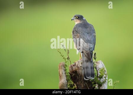 Le sparrowhawk eurasien, aussi connu sous le nom de sparrowhawk du nord ou simplement le sparrowhawk, est un petit oiseau de proie de la famille des Accipitridae. Banque D'Images