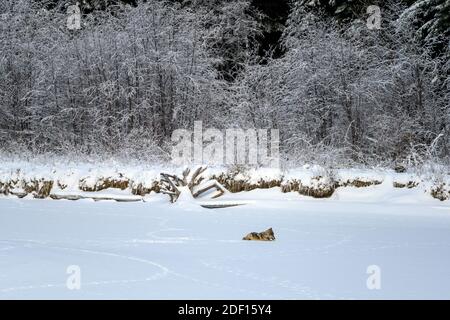Scène hivernale d'un loup (Canis lupus) qui chasse dans son habitat d'origine, dans la nature sauvage canadienne Banque D'Images