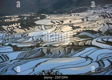 Champs de riz en terrasse de Yuanyang dans le sud de la province du Yunnan, en Chine. Région pittoresque de Duoyishu, paysage naturel Banque D'Images