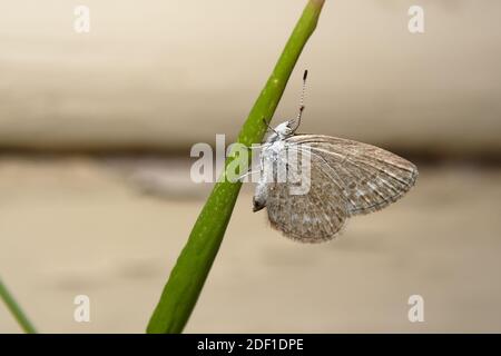 Papillon à herbe commune (Zizina labradue) Banque D'Images