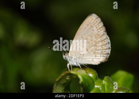 Papillon bleu à herbe commune (Zizina labradue) Banque D'Images