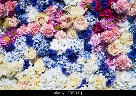 Arrière-plan de fleurs colorées. Un tapis de fleurs bleues, blanches et roses. Vue de dessus Banque D'Images