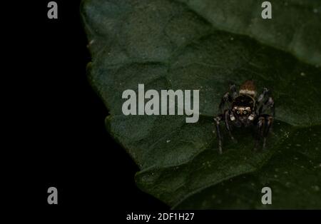 Araignée sauteuse Salticidae sur une feuille Pseudeuophrys lanigera Banque D'Images