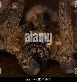 Extrême macro-arachnophobie, araignée maison effrayante, monstre de cheveux géant Banque D'Images