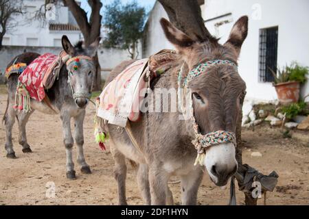Donkeys espagnols typiques avec des selles traditionnelles, à Vejer, Andalousie. Banque D'Images