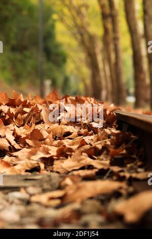 gros plan des voies ferrées avec des feuilles mortes Banque D'Images