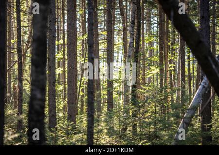 Une vue sur la forêt dense le long de la route des Appalaches à l' Bois du Maine Banque D'Images