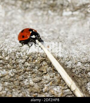 Une coccinelle sur un bâton sec au-dessus d'une pierre Banque D'Images