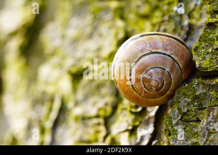 Gros plan d'un escargot sur un rocher Banque D'Images