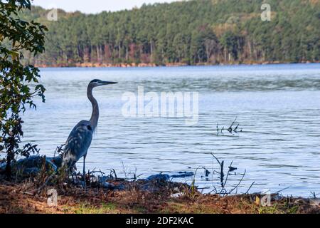 Alabama Lake Guntersville State Park Great Blue heron, paysage naturel aquatique, Banque D'Images