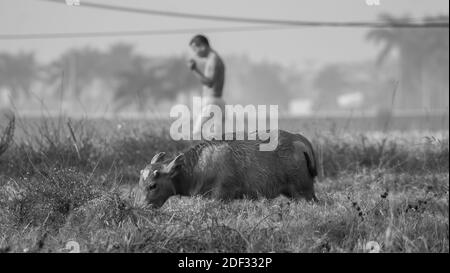 JEUNE EAU OX ET HOMME ALLANT POUR UNE PROMENADE À HANOI, VIETNAM Banque D'Images