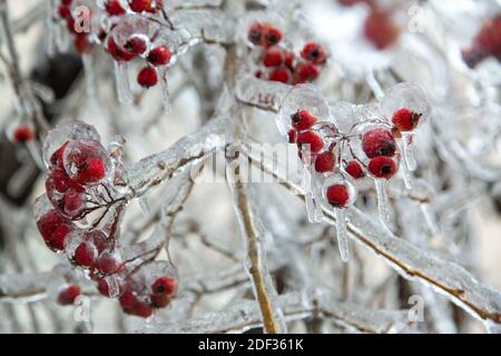 Beaucoup de mini-pommes rouges, baies accrochées sur l'arbre dans un bouquet sont très congelés, complètement dans la glace. Très grand. Banque D'Images