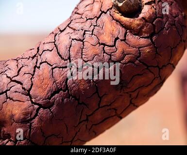 Gros plan sur l'écorce de Gum de Snappy brûlé (Eucalyptus leucophloia) au sommet du mont Herbert (367m), chaîne de Chichester, Pilbara, Australie occidentale Banque D'Images