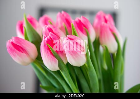 Un gros plan de fleurs roses avec des feuilles vertes Banque D'Images
