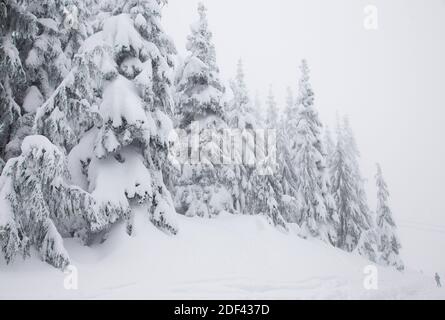 Sapins enneigés pendant la chute de neige au sommet du mont Grouse, à Vancouver Banque D'Images