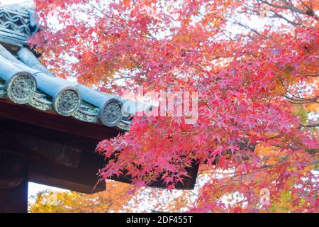 Kyoto, Japon - couleur des feuilles d'automne au temple Ikkyuji (Shuon-an) à Kyotanabe, Kyoto, Japon. Banque D'Images