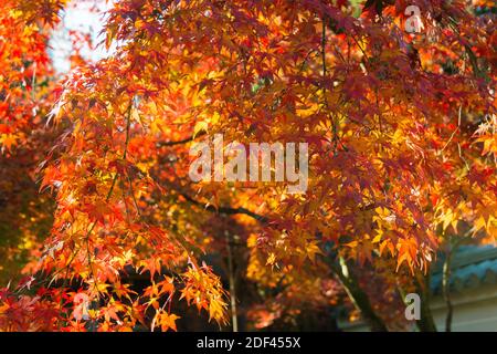 Kyoto, Japon - couleur des feuilles d'automne au temple Ikkyuji (Shuon-an) à Kyotanabe, Kyoto, Japon. Banque D'Images