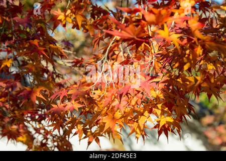 Kyoto, Japon - couleur des feuilles d'automne au temple Ikkyuji (Shuon-an) à Kyotanabe, Kyoto, Japon. Banque D'Images