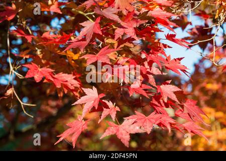 Kyoto, Japon - couleur des feuilles d'automne au temple Ikkyuji (Shuon-an) à Kyotanabe, Kyoto, Japon. Banque D'Images