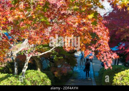 Kyoto, Japon - couleur des feuilles d'automne au temple Ikkyuji (Shuon-an) à Kyotanabe, Kyoto, Japon. Banque D'Images