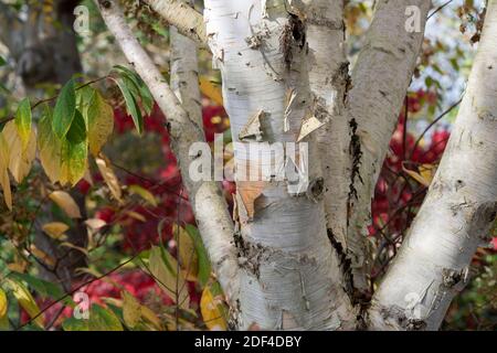 Betula utilis jacquemontii. Ouest Himalayan bouleau arbre écorce n automne Banque D'Images