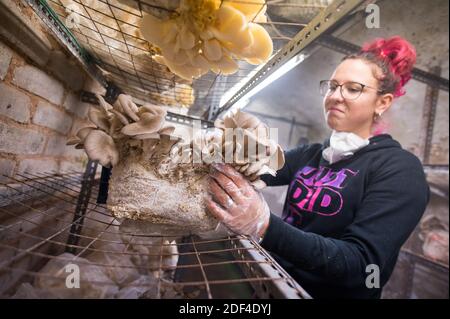 30 novembre 2020, Sarre, Saarbrücken: Alina Buwen récolte dans un terrain de reproduction ?Oyster-siddlings. Elle travaille dans une culture de champignons nobles dans un vieux tunnel à Saarbrücken. (À dpa Korr: 'Sous pression: Comment les producteurs de champignons nobles combattent la crise' de 03.12.2020) photo: Oliver Dietze/dpa Banque D'Images