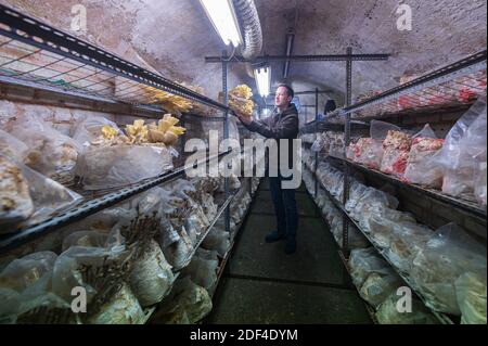 30 novembre 2020, Sarre, Sarrebruck: Mirko Kalkum tient dans la main un terrain de reproduction sur lequel poussent les adultes de la chaux. Dans un vieux tunnel à Saarbrücken, il cultive divers types de champignons nobles. (À dpa Korr: 'Sous pression: Comment les producteurs de champignons nobles combattent la crise' de 03.12.2020) photo: Oliver Dietze/dpa Banque D'Images